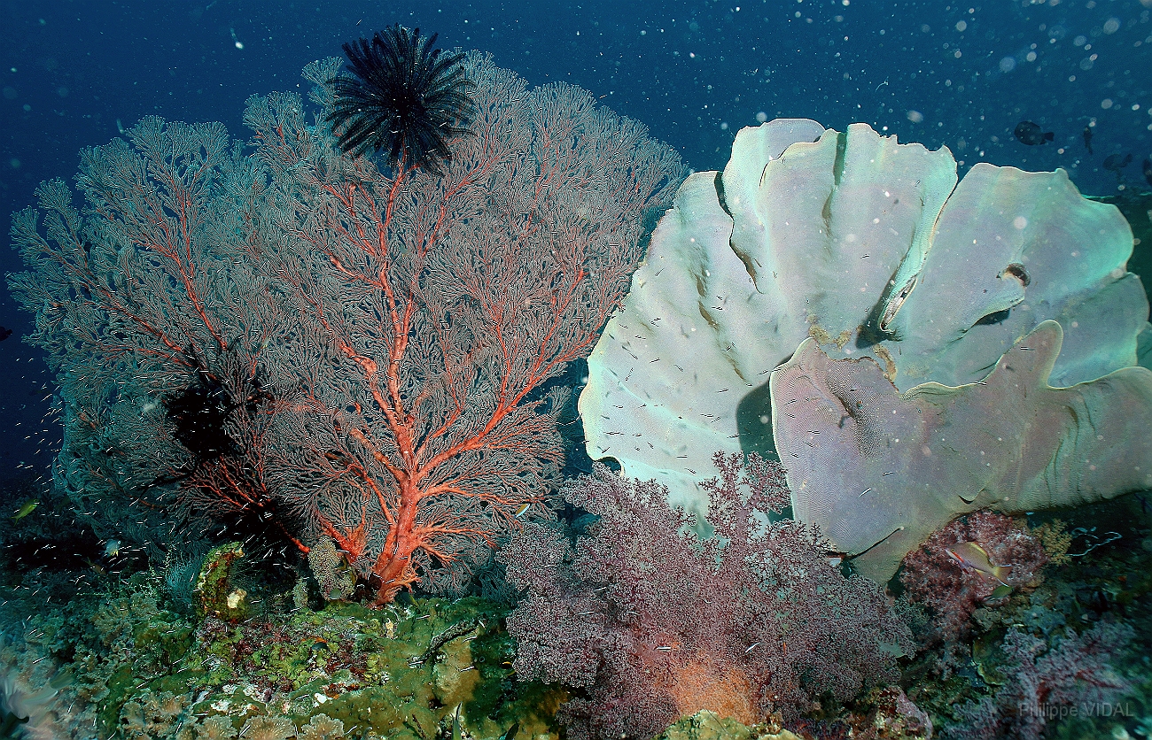 Raja Ampat 2016 - Corail - IMG_4079_rc.jpg